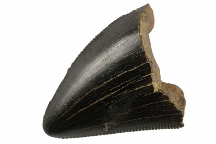 Serrated, Tyrannosaur Tooth Tip - Judith River Formation #194316